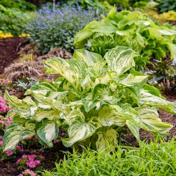 Hosta 'Frog in my Throat'