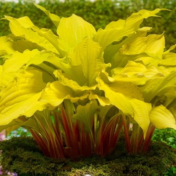 Hosta 'Lipstick Blonde' 