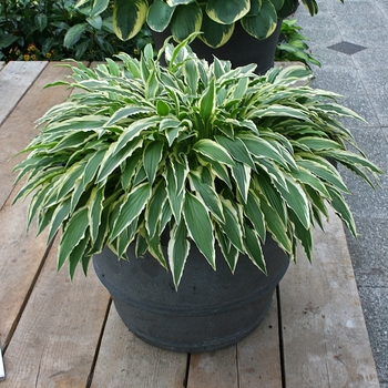 Hosta 'Stiletto' 