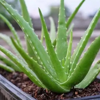 Aloe