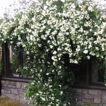 Rosa banksiae 'Alba Plena' 