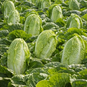 Lactuca sativa 'Little Gem' 