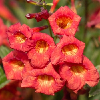 Tecoma 'Red Hot' PPAF