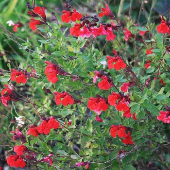 Salvia greggii 'Flame'