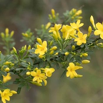 Jasminum humile