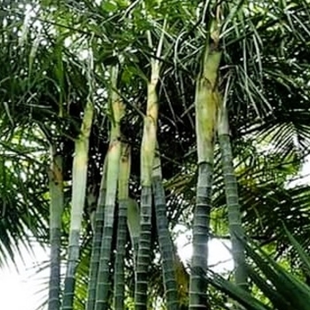 Dypsis cabadae