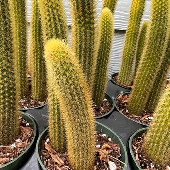 Cleistocactus 'Multiple Varieties'