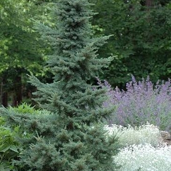 Tsuga mertensiana
