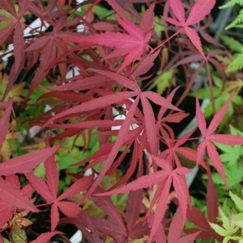Acer palmatum 'Hupps Dwarf'