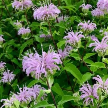 Monarda fistulosa