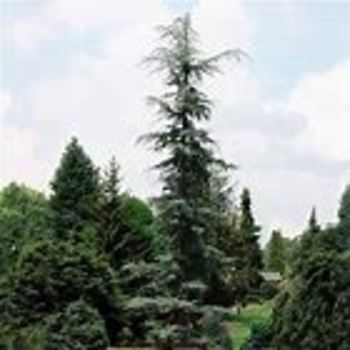 Cedrus deodara 'Karl Fuchs' 