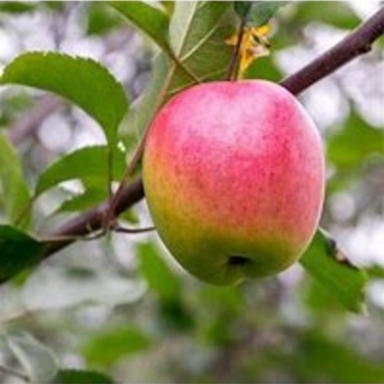 Malus domestica 'Anna'