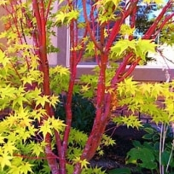 Acer palmatum 'Red Wood' 