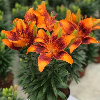 Lilium asiaticum Lily Looks 'Tiny Cosmic'