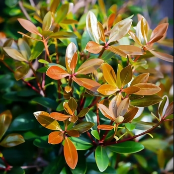 Cleyera japonica