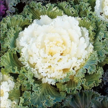 Brassica 'Nagoya White'