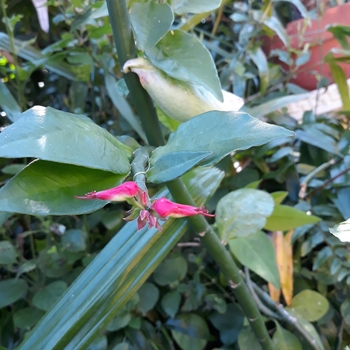 Pedilanthus tithymaloides 'Variegatus'
