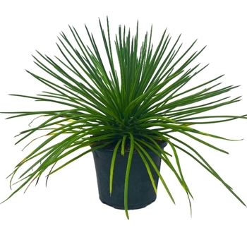 Agave geminiflora