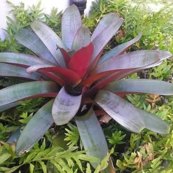 Alcantarea imperialis