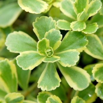 Sedum ellacombianum 'Cutting Edge' 