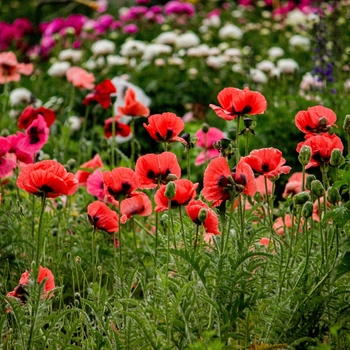 Papaver orientale