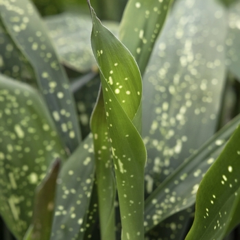 Aspidistra elatior 'Spek-tacular'