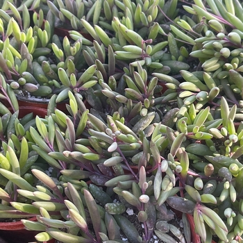 Othonna capensis