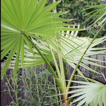 Washingtonia robusta