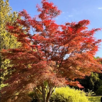 Acer palmatum f. linearilobum 'Hubb's Red Willow' 