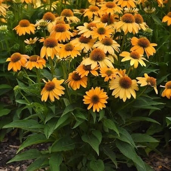 Echinacea 'Balsomold' PP30115