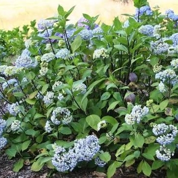 Hydrangea macrophylla 'Nigra' 