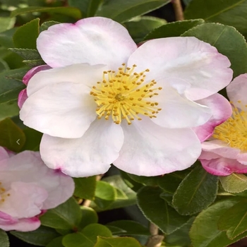 Camellia sasanqua 'Apple Blossom'