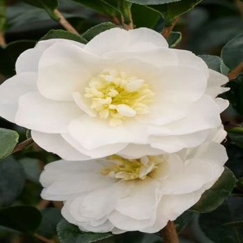 Camellia sasanqua 'Autumn Rocket' 