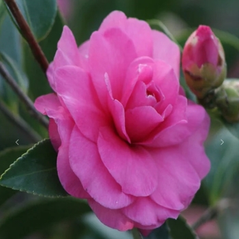 Camellia sasanqua 'Chansonette' 