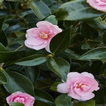 Camellia sasanqua 'Jean May'
