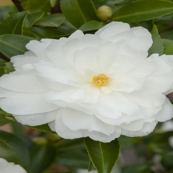 Camellia sasanqua 'Mine-No-Yuki'