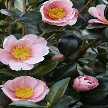 Camellia sasanqua 'Mondel' PP21687