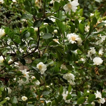 Camellia 'Winter's Snowman' USPP29866P2
