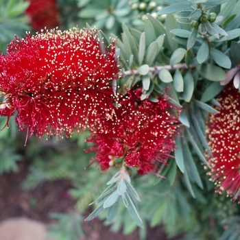 Callistemon 'Little John'