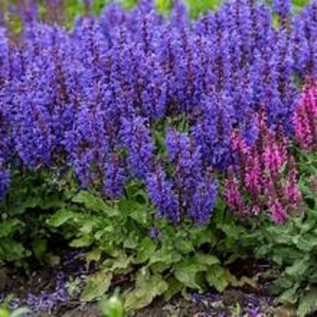 Salvia 'Noble Knight' PPAF