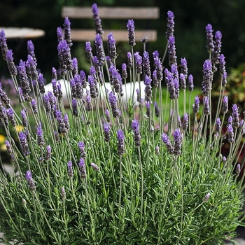 Lavandula angustifolia 'La Diva Vintage Violet'