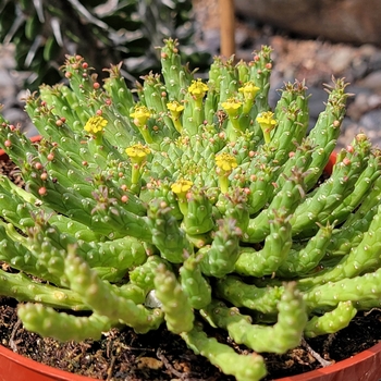 Euphorbia flannenganii