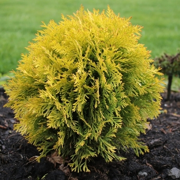 Thuja occidentalis 'IslPrim' 8,227,577