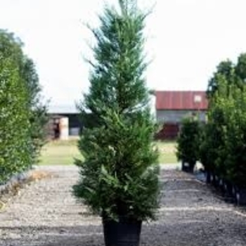 Thuja