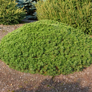Pinus mugo