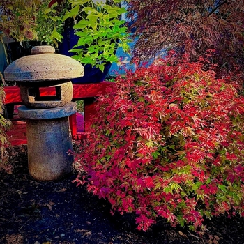 Acer palmatum 'Rhode Island Red'