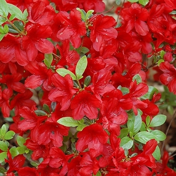 Rhododendron Harris hybrid 'Midnight Flare'