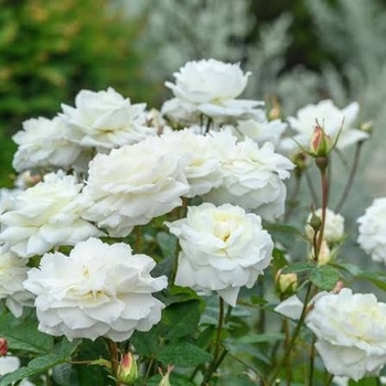 Rosa 'Susan William-Ellis' 