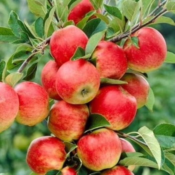 Malus domestica 'Anna' 
