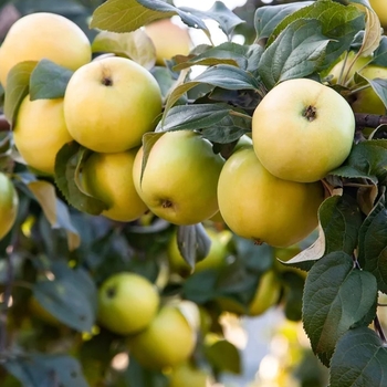 Malus domestica 'Ein Shemer'